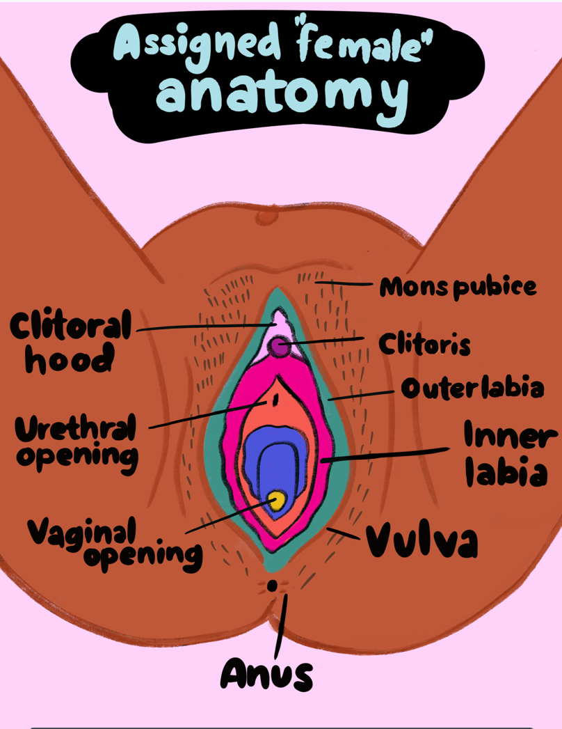 External anatomy of a person assigned female at birth