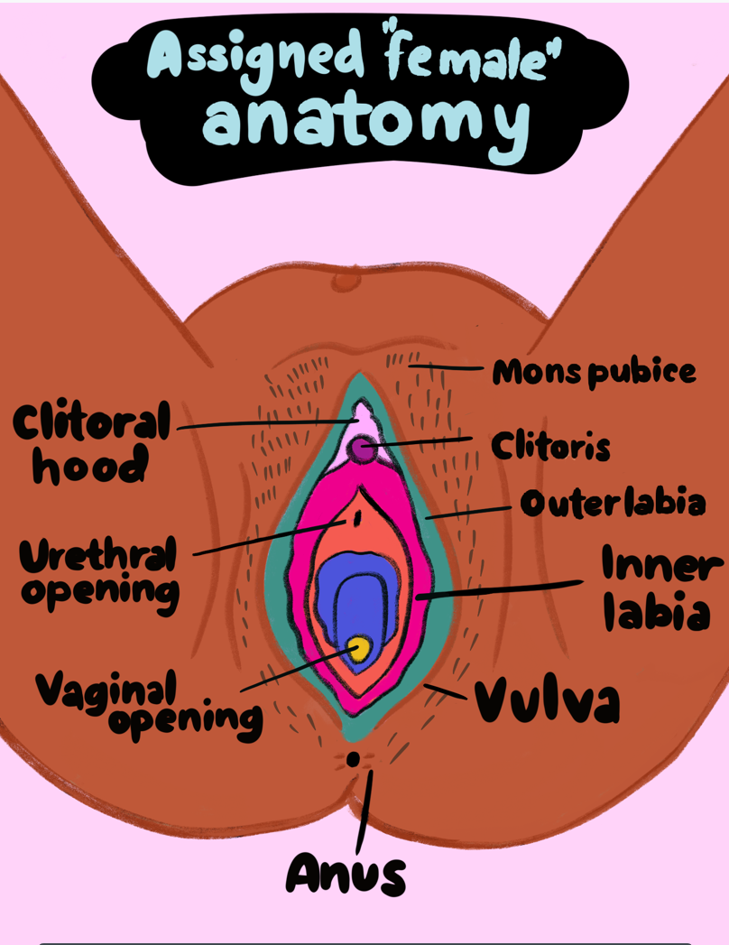 Internal Clitoris