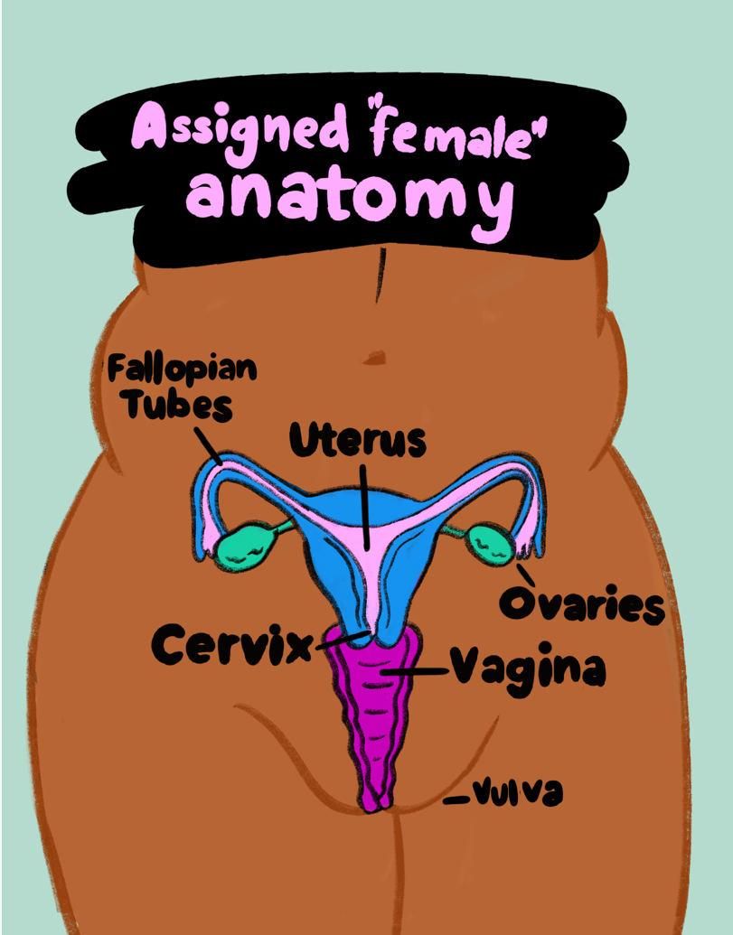 Internal anatomy of a person assigned female at birth