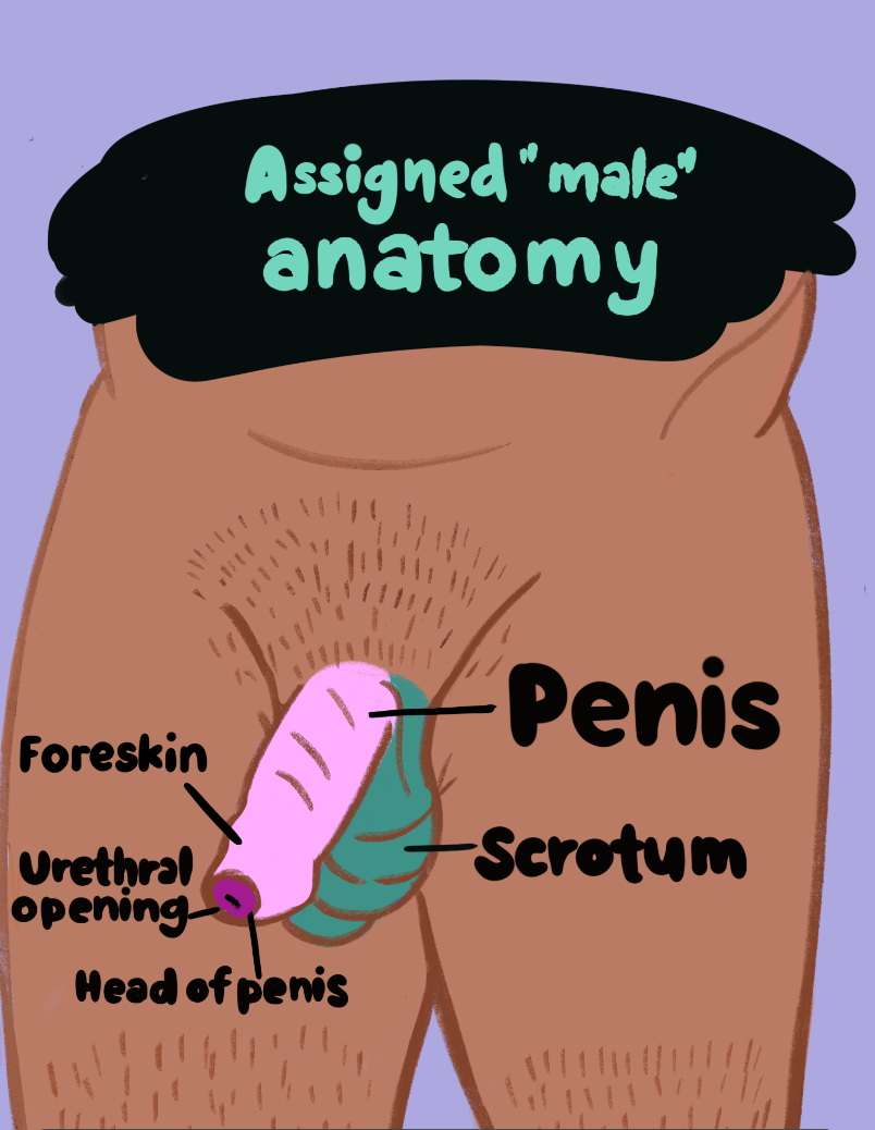 External anatomy of a person assigned male at birth