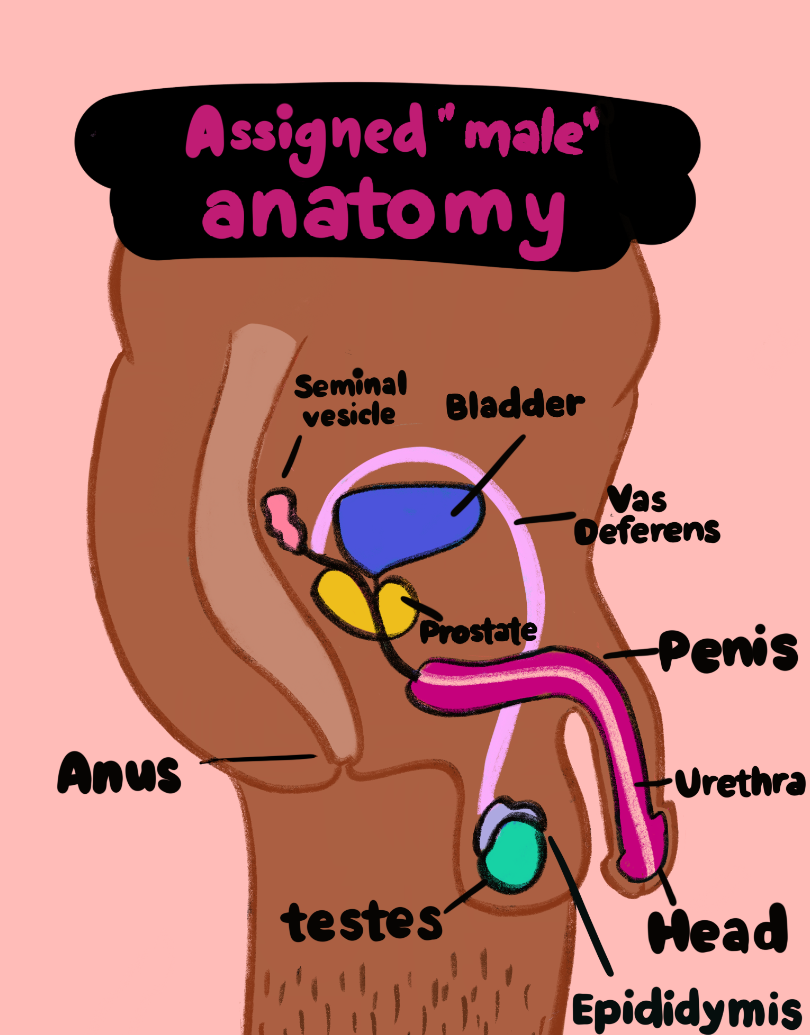 Internal anatomy of a person assigned male at birth